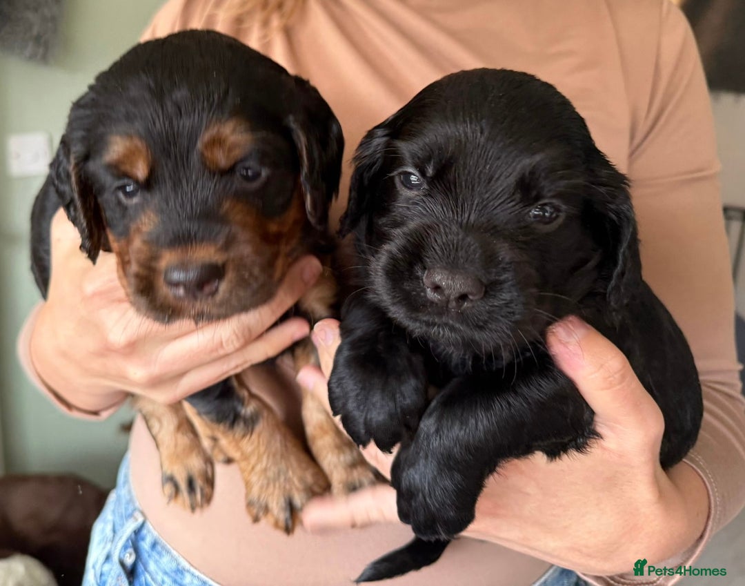 Sprocker dogs for sale: Last gorgeous Sprocker boy remaining  - Image 12