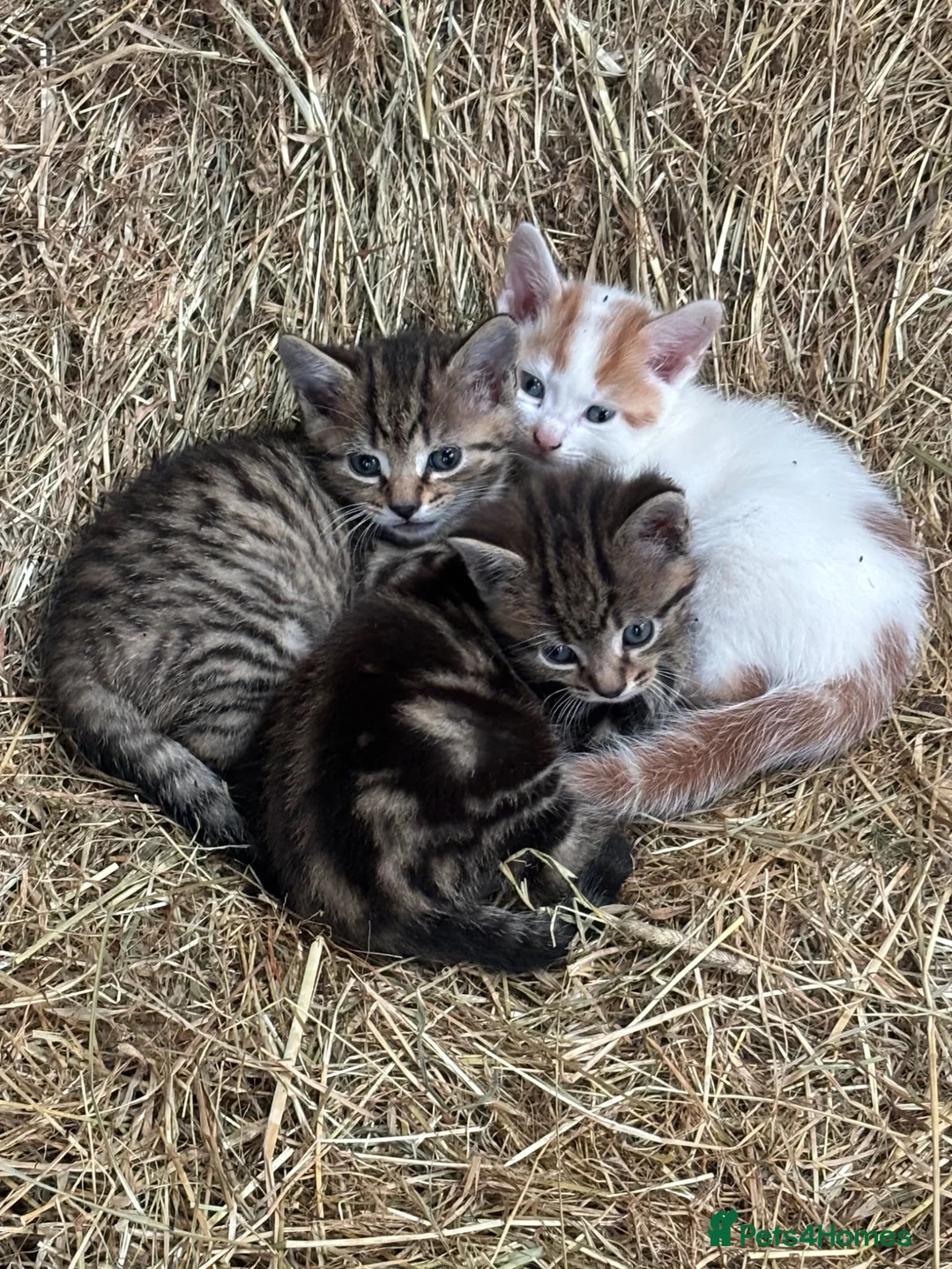 Mixed Breed cats for sale: 3 boy kittens  - Advert 2