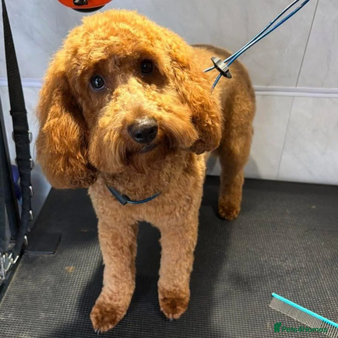 Cockapoo dogs for sale: Beautiful Red F1B cockapoo puppies in Barnsley - Advert 2