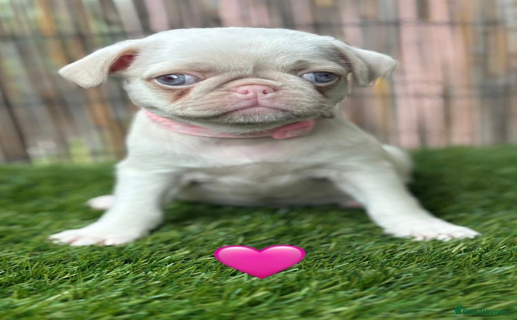 Pug dogs - Advert 1