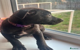 Mixed Breed dogs for sale: Staffy x Belgian Malinos  - Image 33