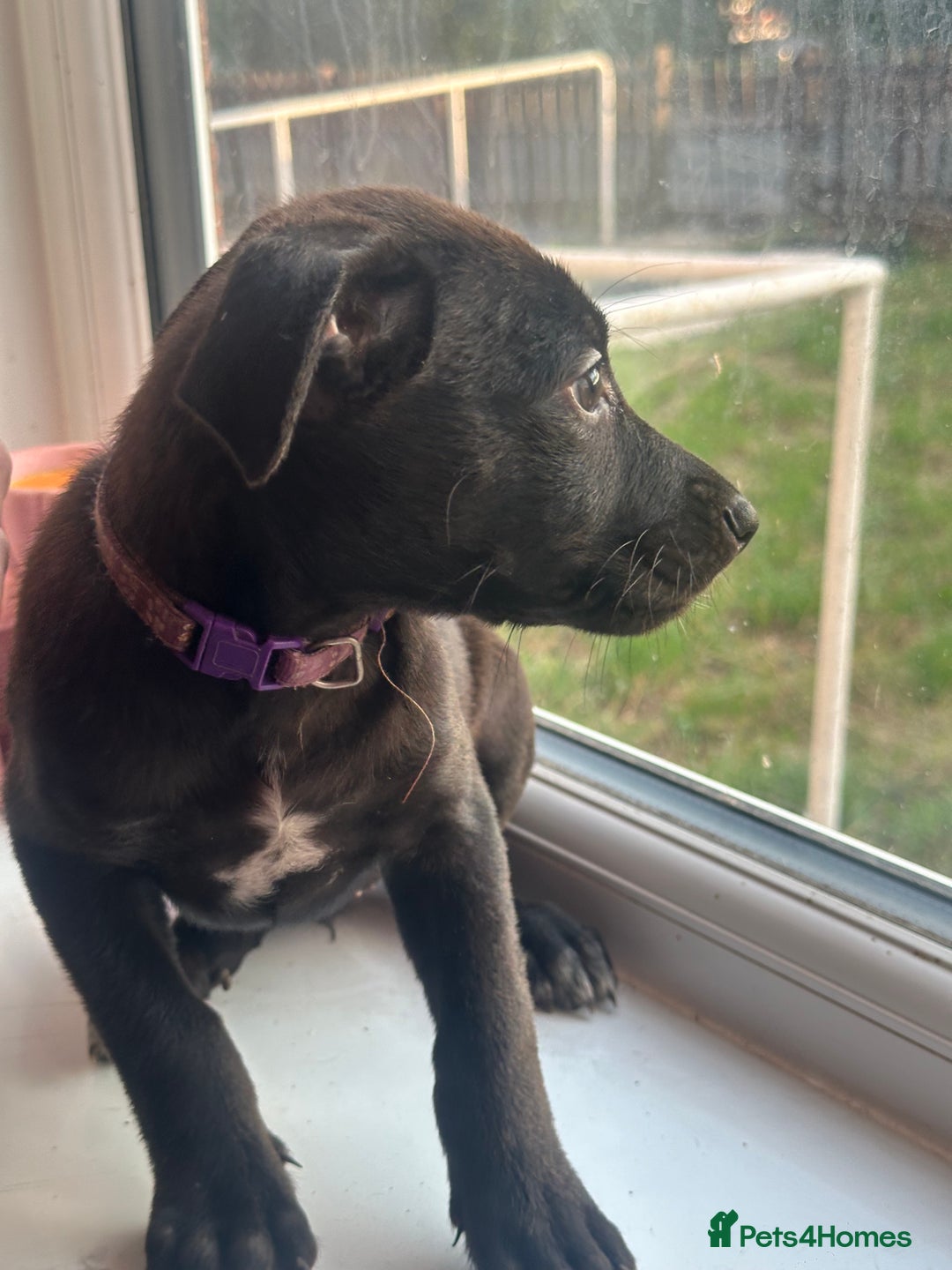 Mixed Breed dogs for sale: Staffy x Belgian Malinos  - Image 33
