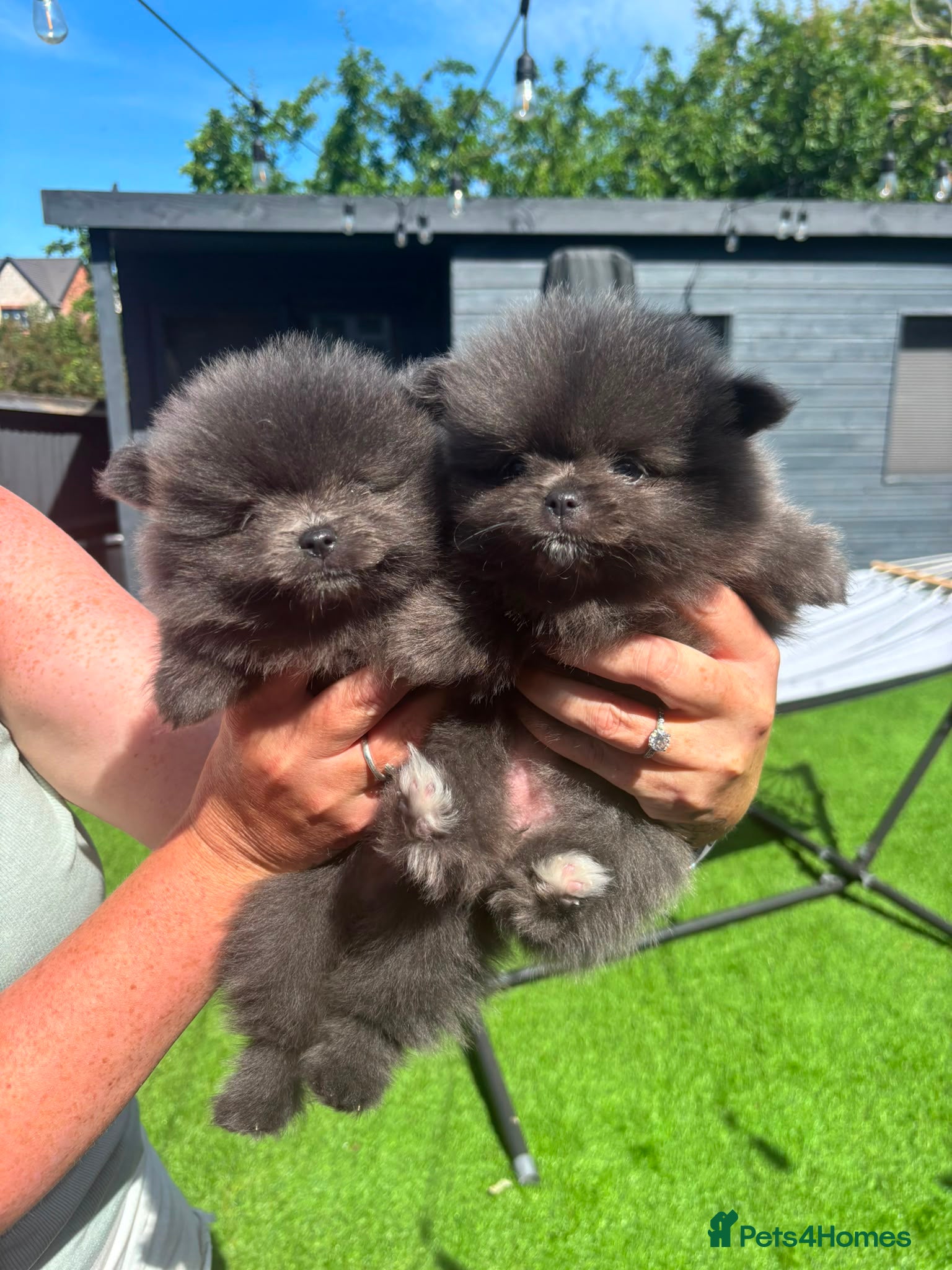 Pomeranian dogs Mini pomeranian puppies Russian bloodlines - Advert 10