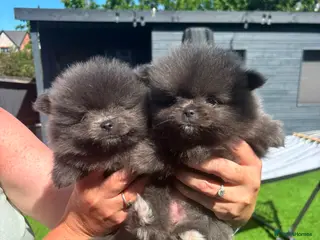 Pomeranian dogs Mini pomeranian puppies Russian bloodlines - Advert 2