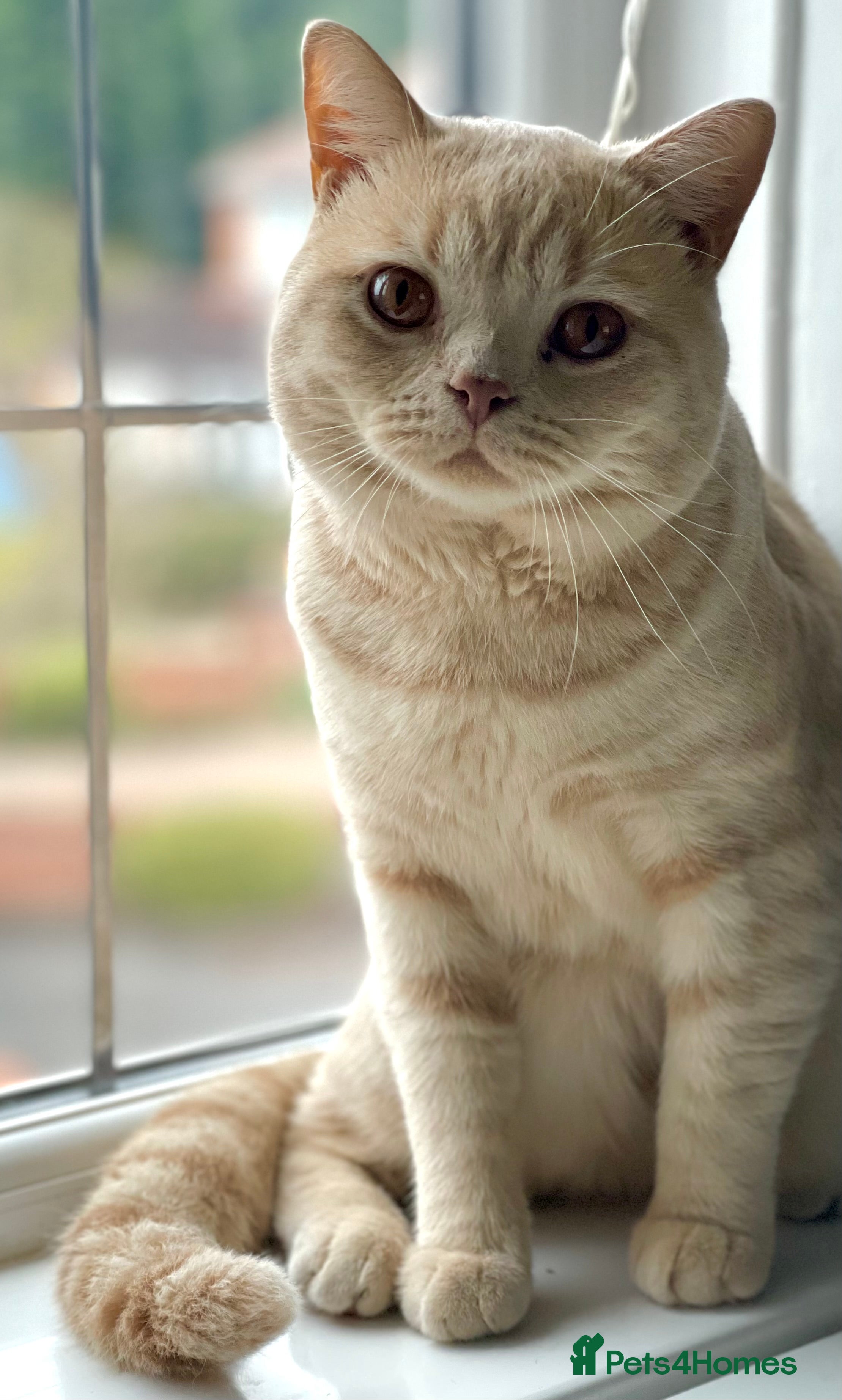 British Shorthair cats Ollie BSH 4 years old (£600) - Advert 1