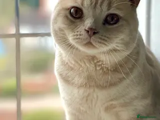 British Shorthair cats Ollie BSH 4 years old (£600) - Advert 12