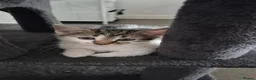 Mixed Breed cats for sale: Cute Tabby Kittens – £60 Each or £100 the Pair - Advert 2