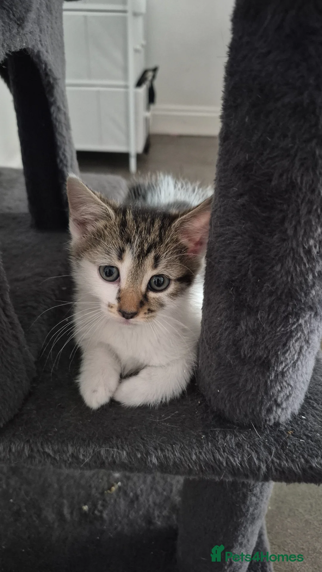 Mixed Breed cats for sale: Cute Tabby Kittens – £60 Each or £100 the Pair - Advert 2