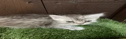 Maine Coon cats for sale: Main coon x Siberian forest cat - Advert 1