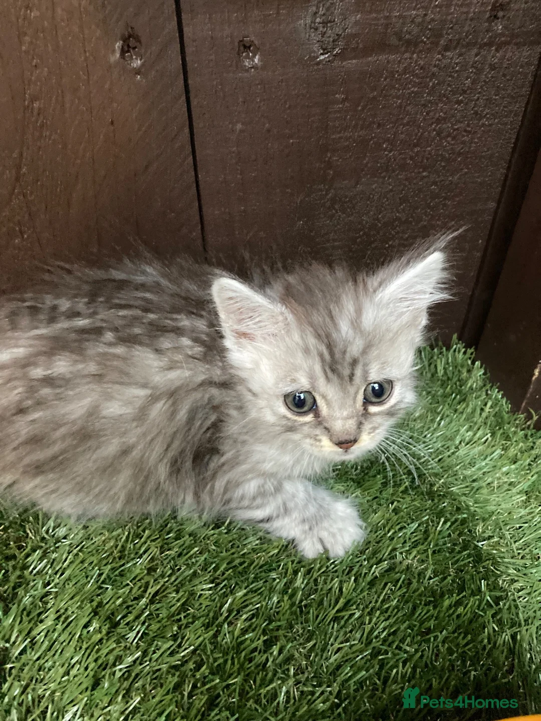 Maine Coon cats for sale: Main coon x Siberian forest cat - Advert 1