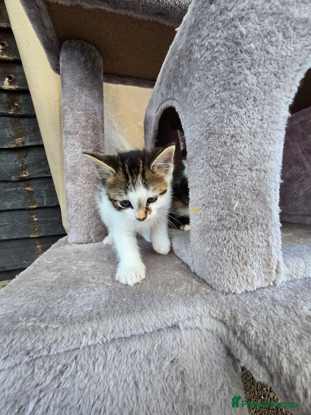 Mixed Breed cats for sale: Premium mixed breed kittens - Image 17