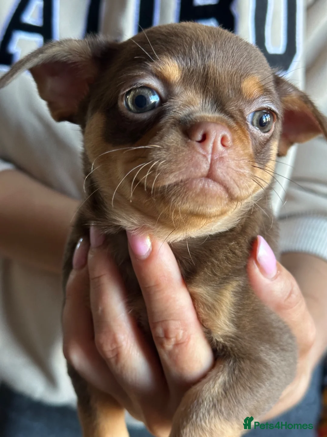 Chihuahua dogs for sale: Chihuahua puppies - Advert 1