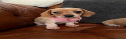 Miniature Dachshund dogs for sale: Beautiful Cream Dachshund Pups 5 ⭐ Licensed  - Advert 9