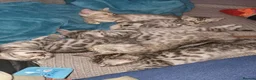 Bengal cats for sale: Beautiful Bengal kittens - Advert 1