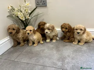 Coton De Tulear dogs COTON NOODLES puppies ready now - Advert 6