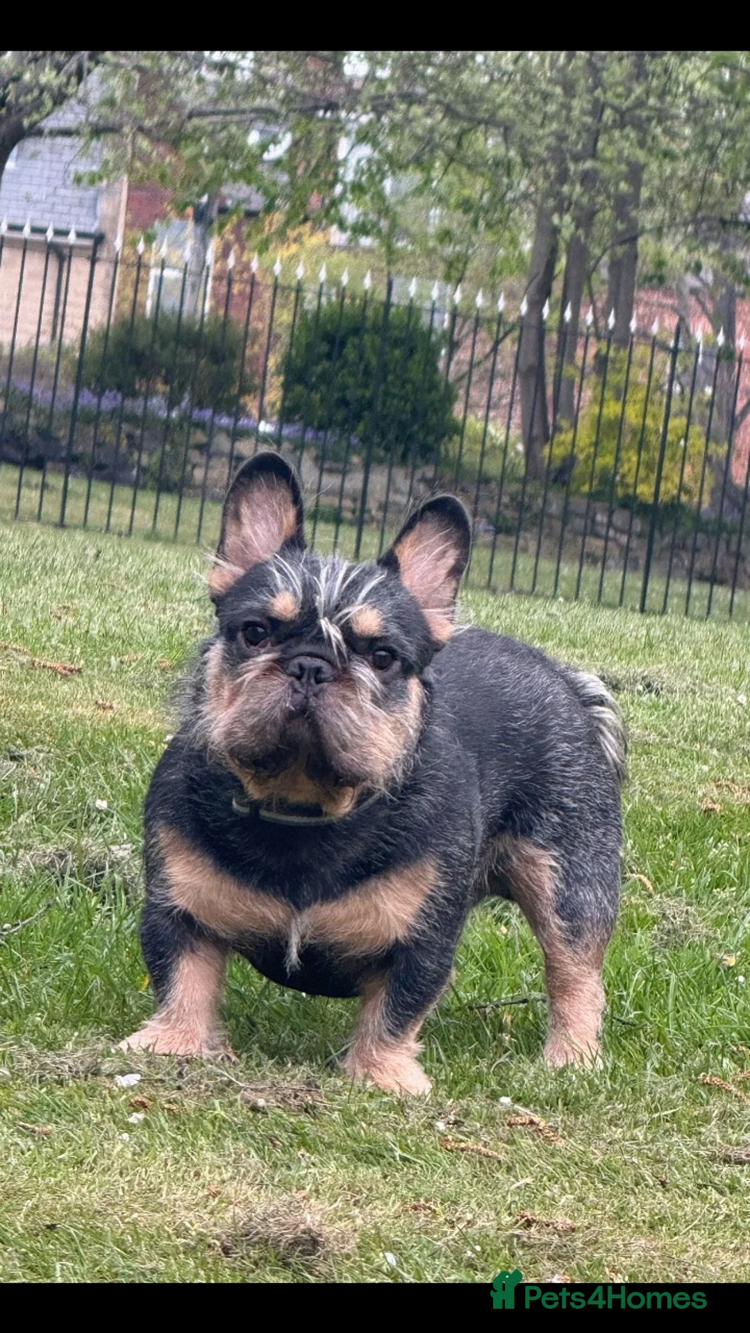 French Bulldog dogs for stud: For stud. Wire hair - Advert 2