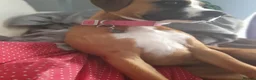 Mixed Breed dogs for sale: Boxer X in Fleetwood - Advert 9
