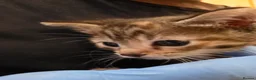 Mixed Breed cats for sale: Gorgeous silver and black kittens in Maidstone - Advert 5