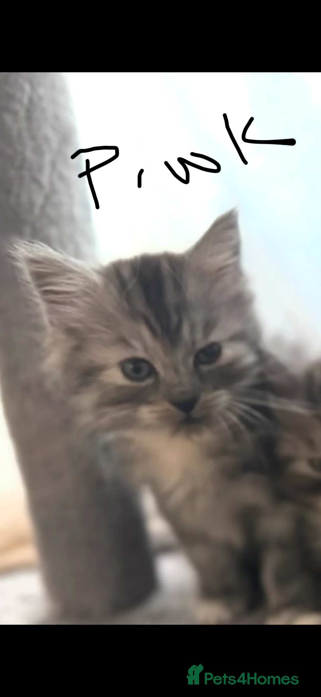 Maine Coon cats for sale: Beautiful Maine coons  in Tadley - Advert 2
