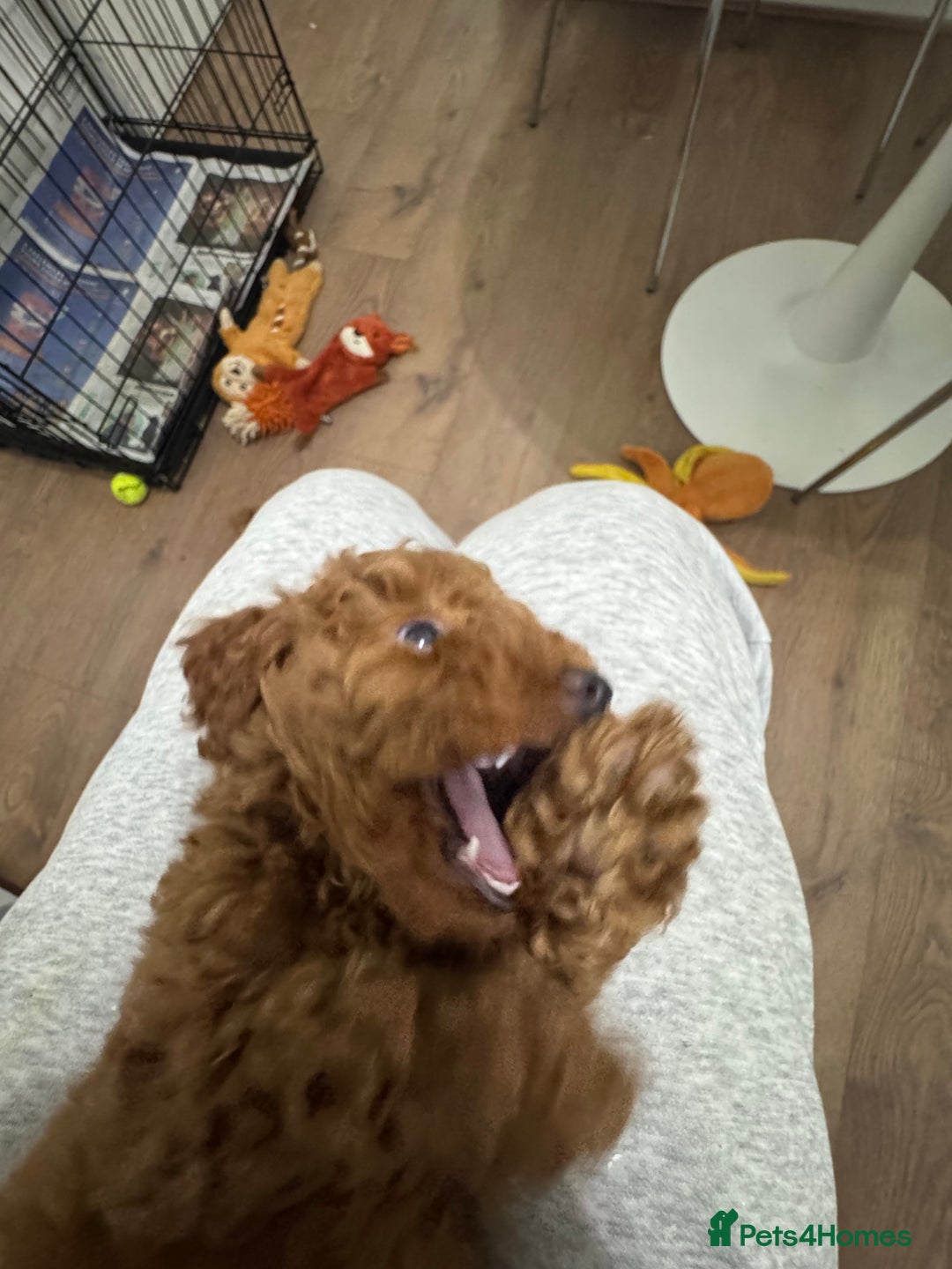 Miniature Poodle dogs for sale: 🐩 Outstanding Deep Red Miniature Poodle Puppies  - Advert 16