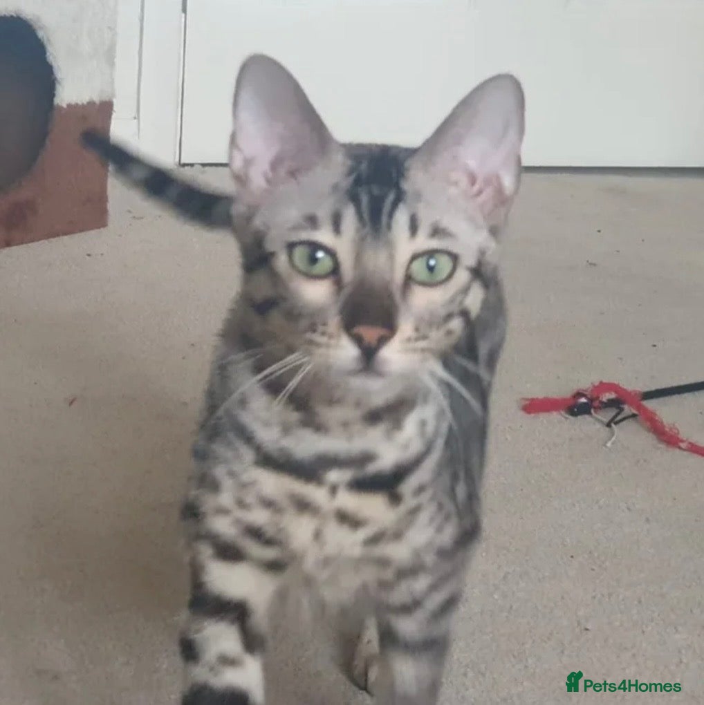 Bengal cats Retired breeding adults req. purrever pet homes 🐆 - Advert 2