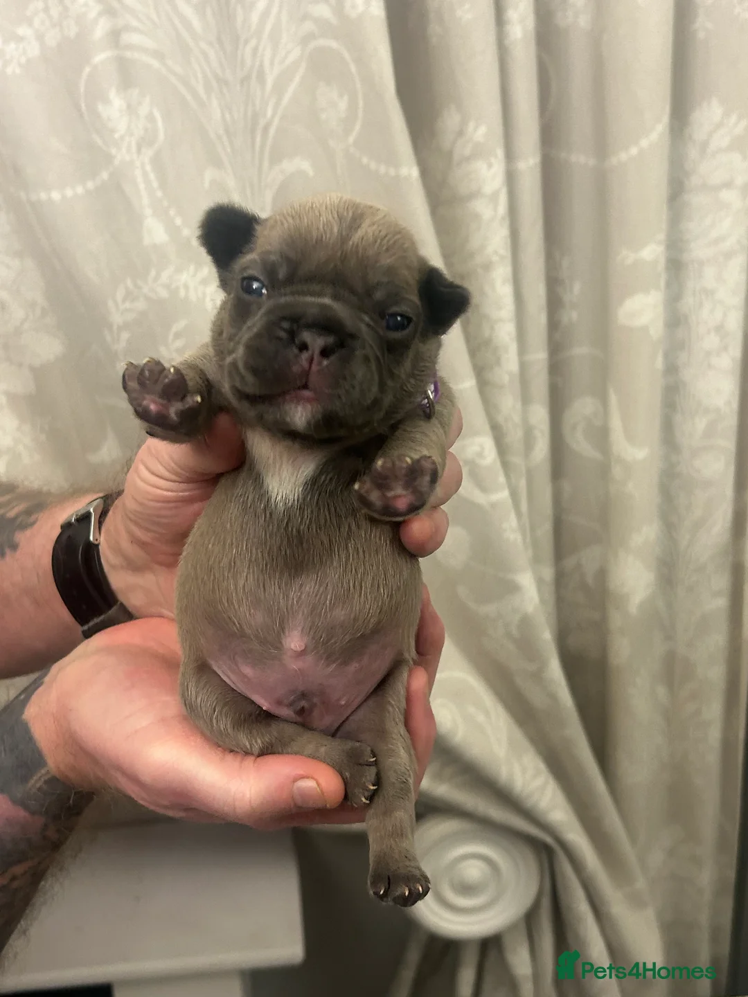 French Bulldog dogs for sale: 9 top quality fluffy carrying french bulldogs  - Advert 21