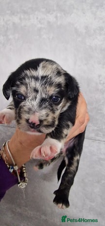 Mixed Breed dogs - Advert 12