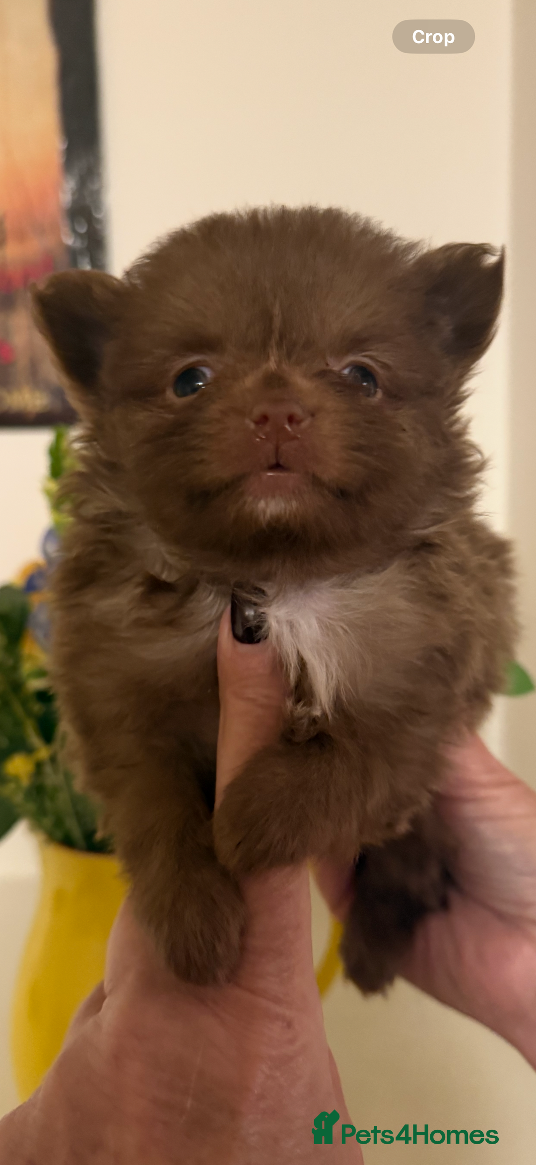 Pomeranian dogs for sale: POMERANIAN FEMALE KENNEL CLUB REGISTERED 🧸 FACES - Advert 2
