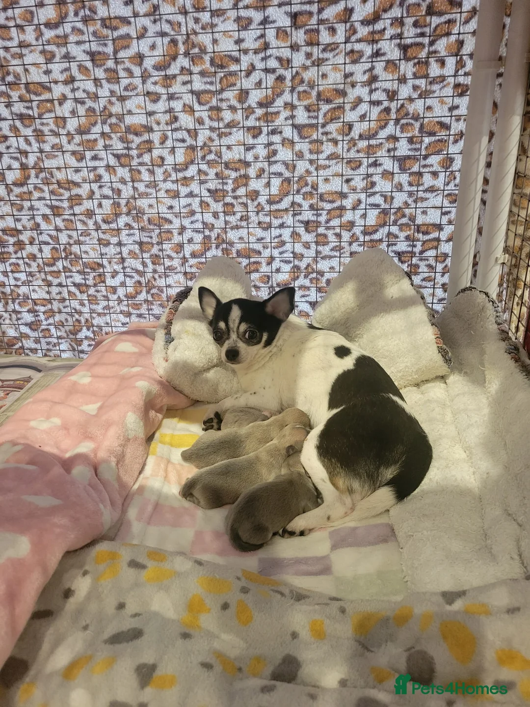 Chihuahua dogs for sale: Bramerita show champion line Chihuahua puppies  - Advert 2