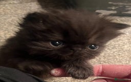 Persian cats for sale: Gorgeous Persians gccf registered pkd neg   - Image 26