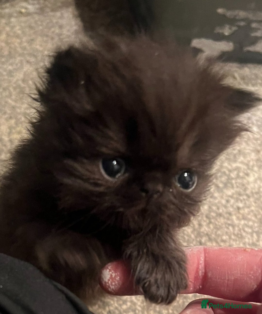 Persian cats for sale: Gorgeous Persians gccf registered pkd neg   - Image 26