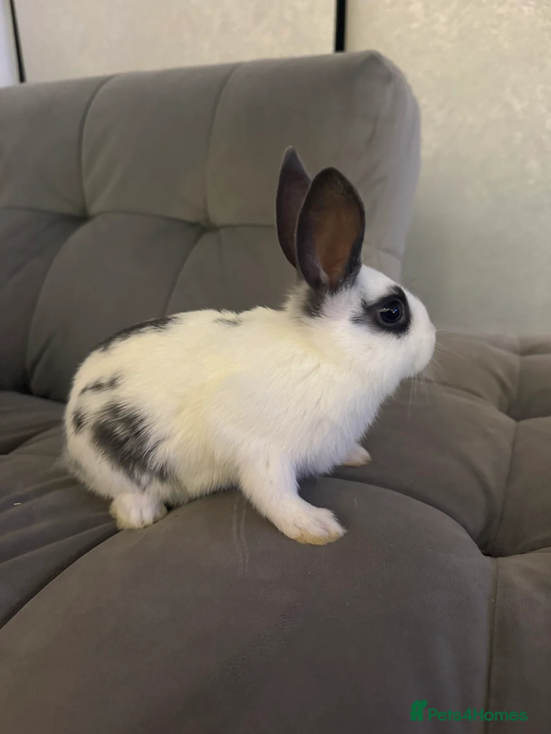Mixed Breed rabbits for sale: Mixed Mini Rex breed  - Advert 2