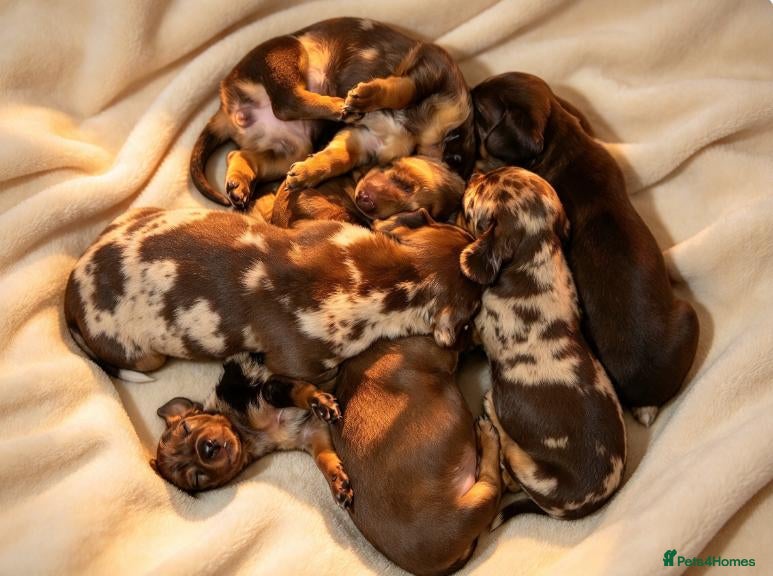 Miniature Dachshund dogs for sale: Dapple Miniature Dachshund - Advert 5