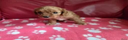 Cavapoo dogs for sale: F1 cavapoos  - Advert 12