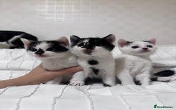Mixed Breed cats for sale: 3 beautiful kittens looking for new home - Image 10