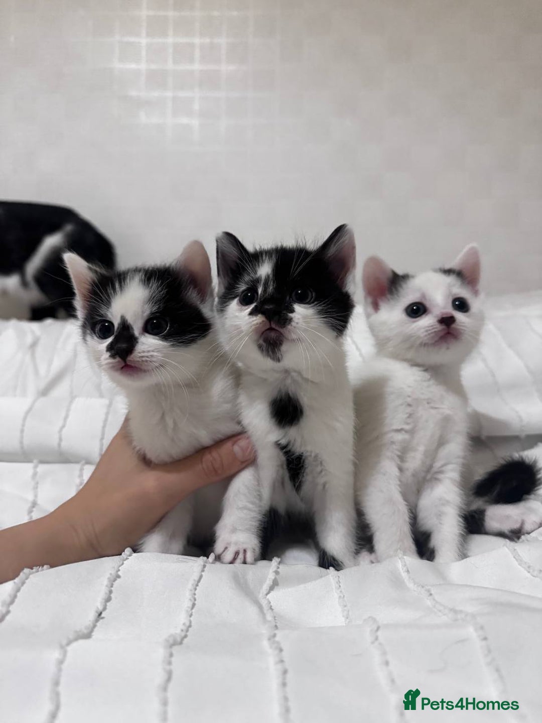 Mixed Breed cats for sale: 3 beautiful kittens looking for new home - Image 10