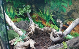 Boa Snake reptiles for sale: Hog Island boa and full double level custom set up - Image 17