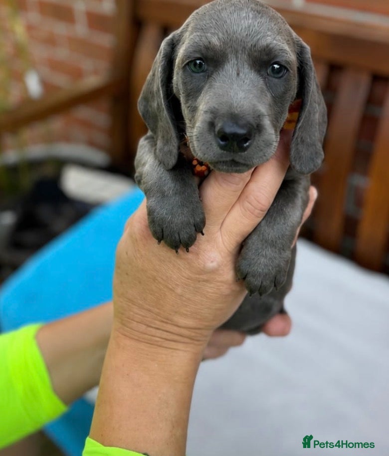 Dachshund dogs 💎🤎 Rare Solid Blue & Choc & Tan Mini Dachshunds  - Advert 2