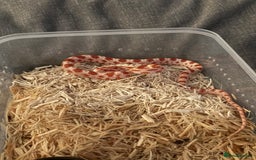 Corn Snake reptiles for sale: Only have 10 beautiful amel Cornsnakes left - Image 7