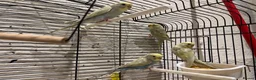 Budgerigars birds for sale: Opaline Greying Yellow Face Baby budgies - Advert 1