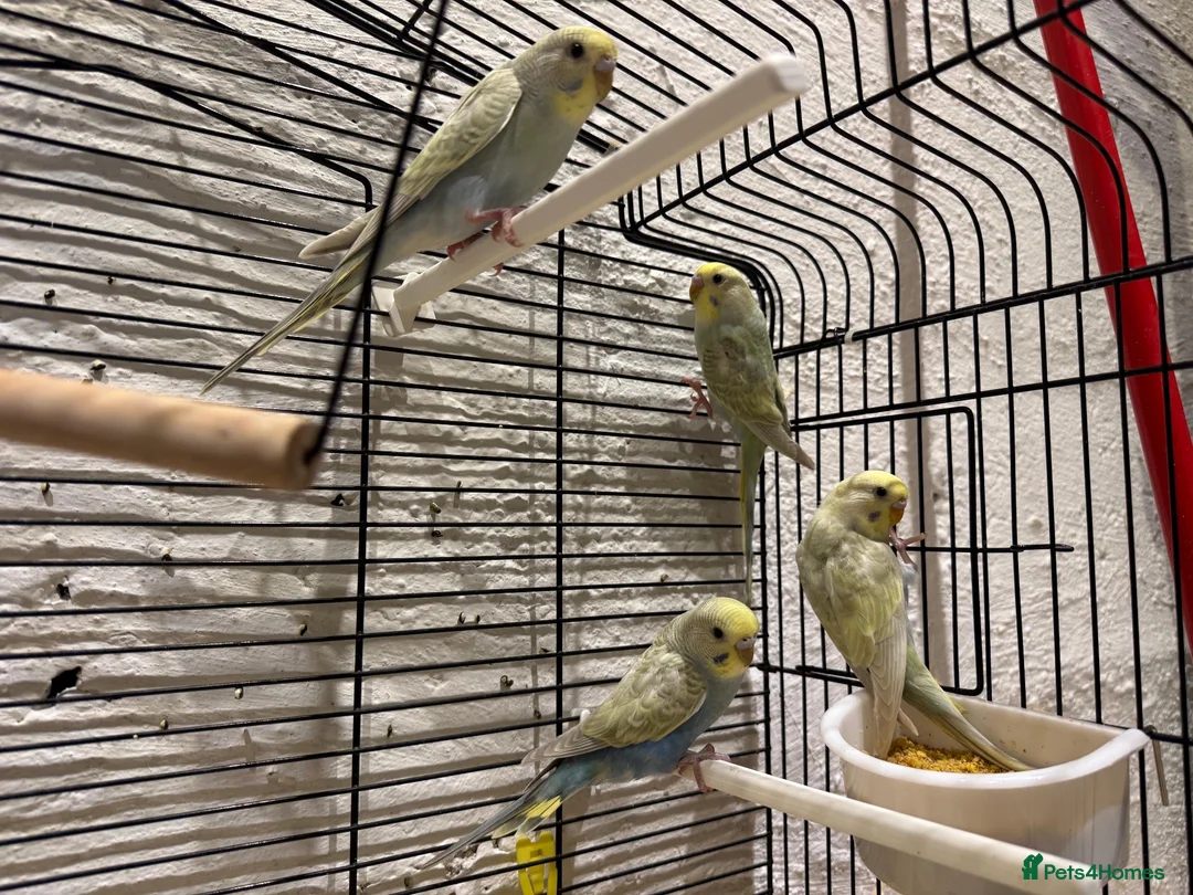 Budgerigars birds for sale: Opaline Greying Yellow Face Baby budgies - Advert 1
