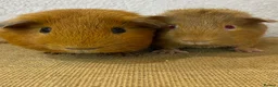 Guinea Pig rodents for sale: 2 pairs of stunning Guinea pigs ready now - Advert 2
