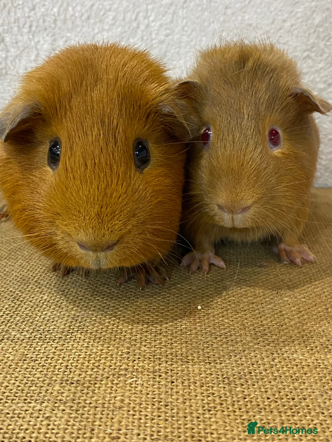 Guinea Pig rodents for sale: 2 pairs of stunning Guinea pigs ready now - Advert 2
