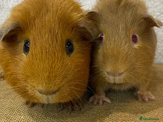 Guinea Pig rodents pairs of stunning Guinea pigs ready now - Advert 11