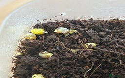 Snails invertebrates for sale: Giant African Land Snails.  - Image 7