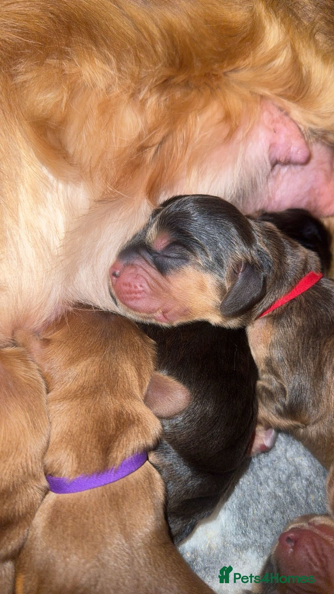 Cocker Spaniel dogs for sale: KC Reg Show Cocker Spaniel Puppies  - Advert 4