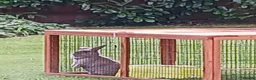 Mini Lop rabbits for sale: Female sandy/grey colour Mini Lop - 2 1/2yrs old.  - Advert 5