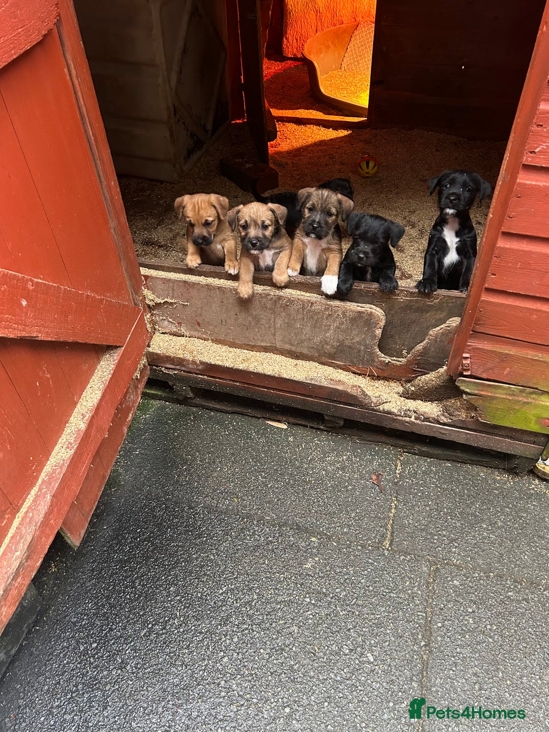 Mixed Breed dogs for sale: Patterdale x Boarder Lakeland Terrier puppies - Advert 1