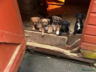 Mixed Breed dogs Patterdale x Boarder Lakeland Terrier puppies - Advert 7
