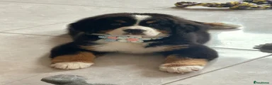 Bernese Mountain Dog 3